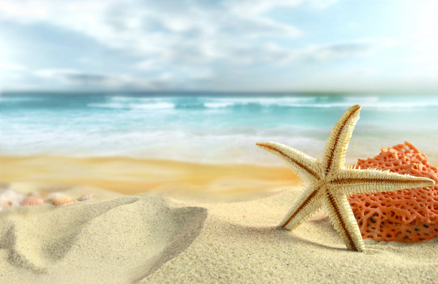 Starfish sandy beach ocean blue free wallpaper for desktop - medium preview image