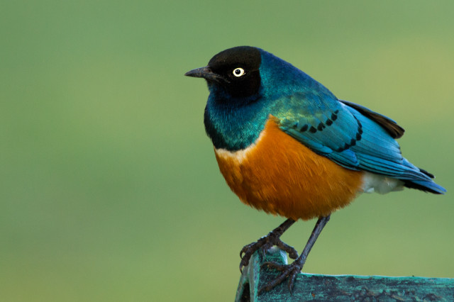 Colorful bird wooden post green free wallpaper for desktop - medium preview image