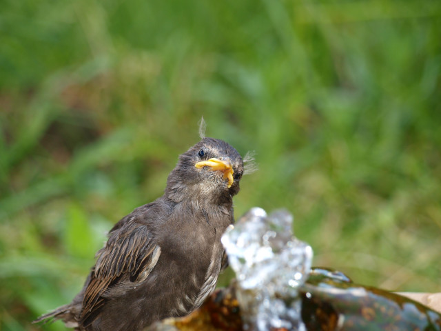 Bird wood fountain grass background free wallpaper for desktop - medium preview image