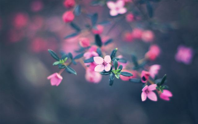 Pink flower green leaves blurry #3 free wallpaper for desktop - medium preview image
