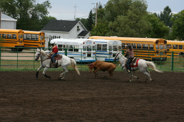 Horses couple cow bus urban free wallpaper for desktop - medium preview image