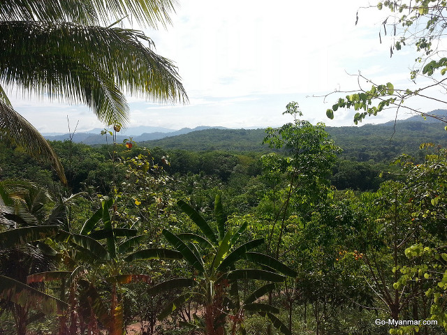 Tropical forest mountains trees blue free wallpaper for desktop - medium preview image