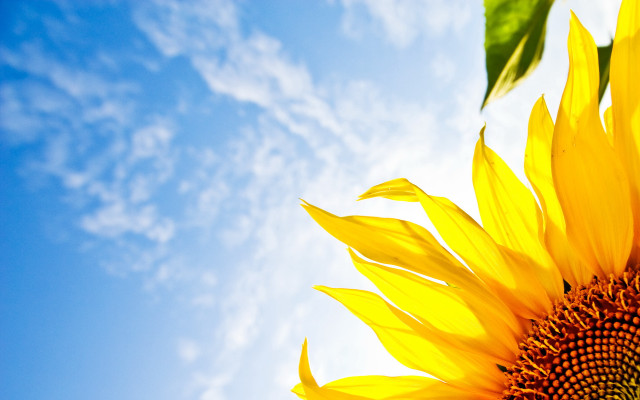 Sunflower blue sky clouds background free wallpaper for desktop - medium preview image