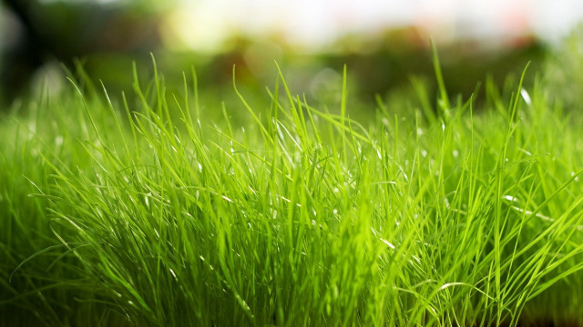 Green grass water droplets nature free wallpaper for desktop - medium preview image