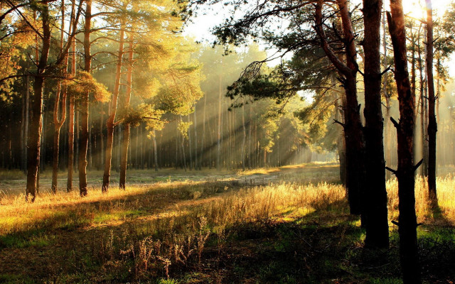 Forest sunbeams trees grass nature free wallpaper for desktop - medium preview image