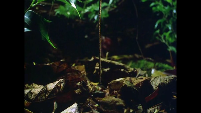 Plant long stem forest floor free wallpaper for desktop - medium preview image