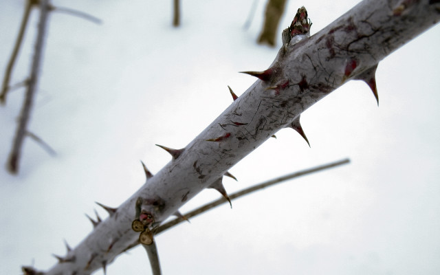 Thorny branch spikes sky clouds free wallpaper for desktop - medium preview image