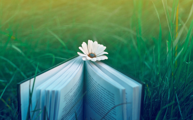 Book flower grass magical realist free wallpaper for desktop - medium preview image