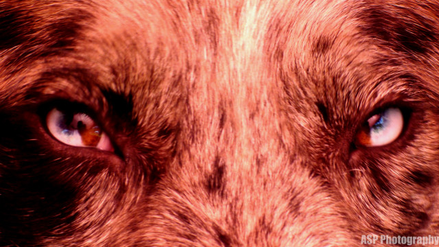 Dog closeup blue eyes brown free wallpaper for desktop - medium preview image