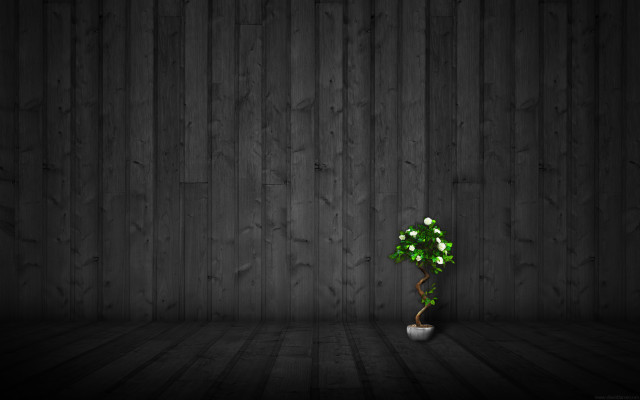 Small green plant white vase free wallpaper for desktop - medium preview image