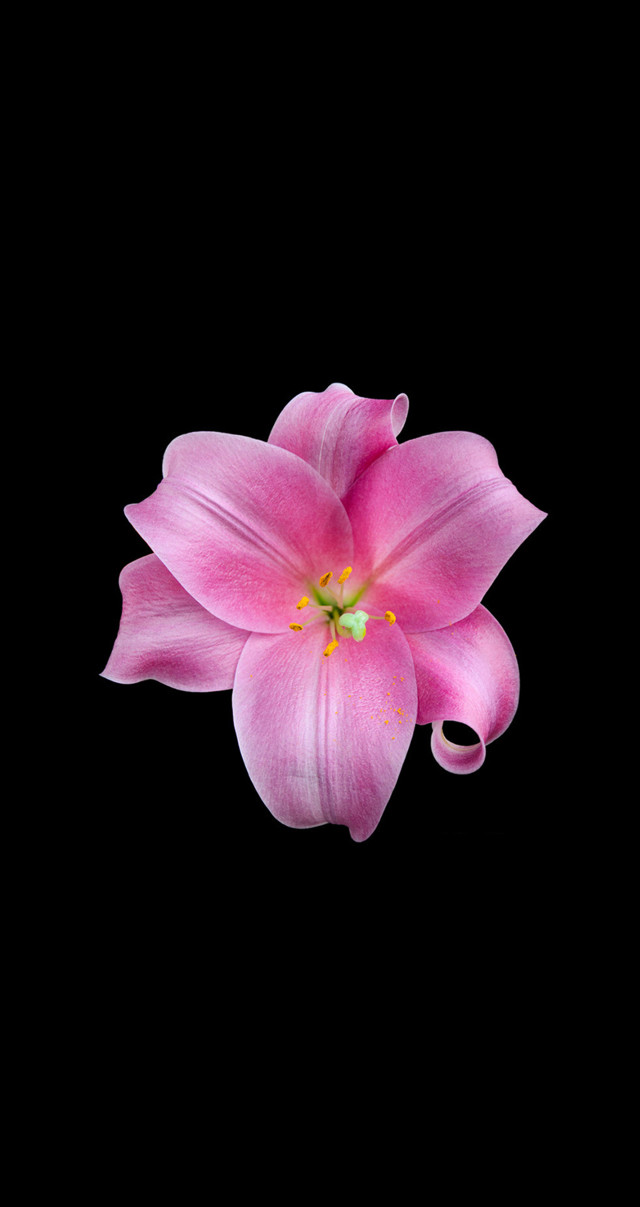 Pink flower green center black free wallpaper for mobile - medium preview image