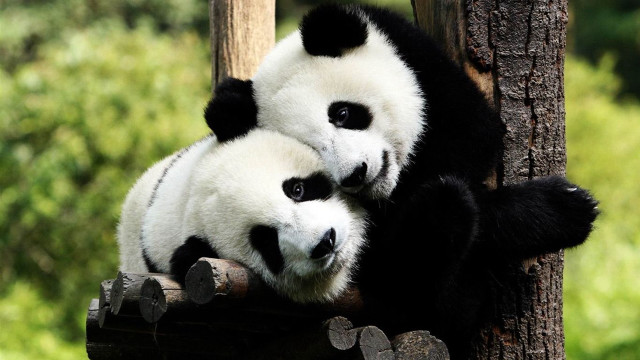 Two panda bears sitting tree #2 free wallpaper for desktop - medium preview image