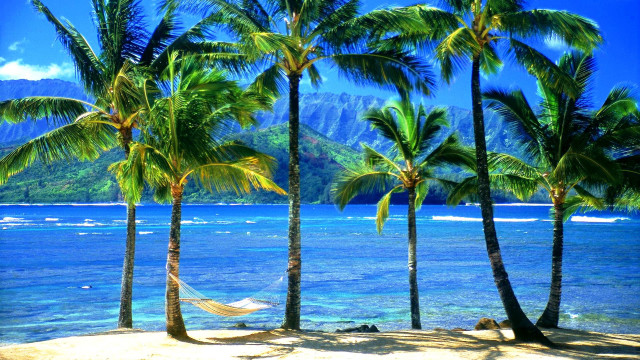 Tropical beach hammock palm trees free wallpaper for desktop - medium preview image