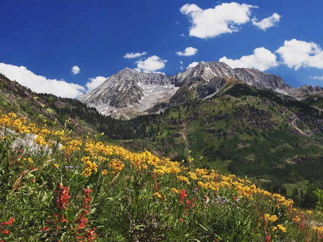Mountain range flowers foreground blue #2 free wallpaper for desktop - medium preview image