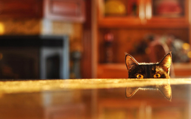 Cat peeking table reflection bookcase free wallpaper for desktop - medium preview image