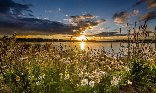 Sunset lake wildflowers foreground boat free wallpaper for desktop - medium preview image