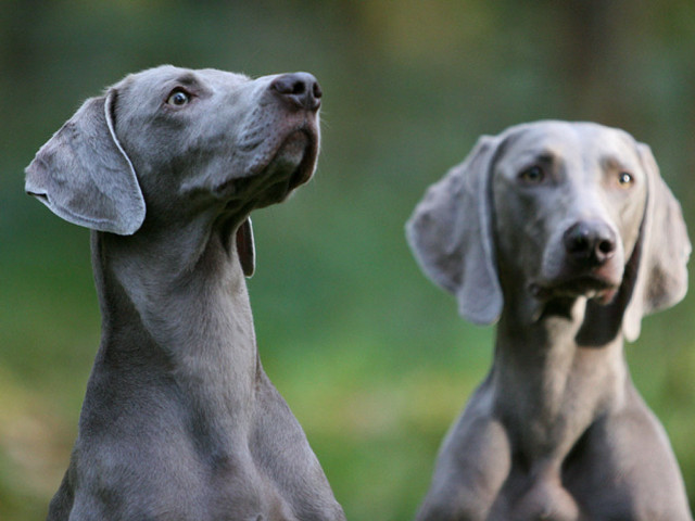Two dogs looking up ears free wallpaper for desktop - medium preview image