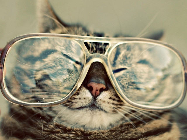 Cat glasses closed eyed tilted free wallpaper for desktop - medium preview image