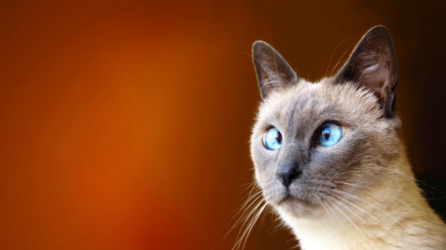 Cat blue eyes looking up #5 free wallpaper for desktop - medium preview image