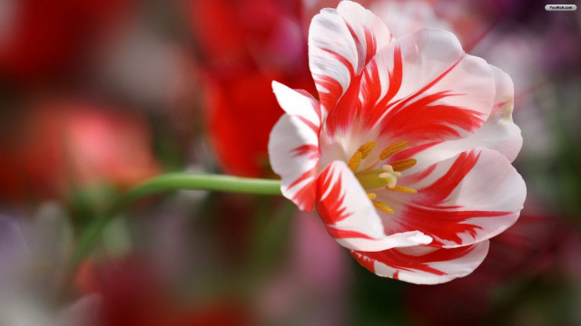 Red white flower closeup blurry free wallpaper for desktop - medium preview image