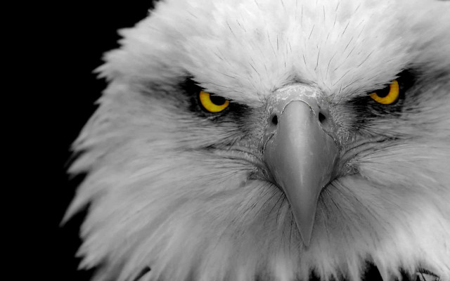 Bald eagle yellow eyes black #2 free wallpaper for desktop - medium preview image