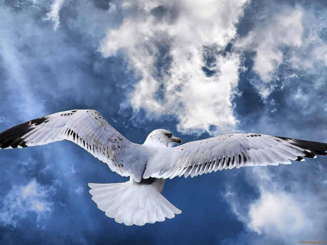 White bird flying cloudy sky free wallpaper for desktop - medium preview image