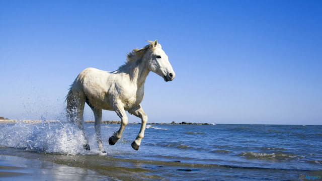 White horse running water beach #2 free wallpaper for desktop - medium preview image