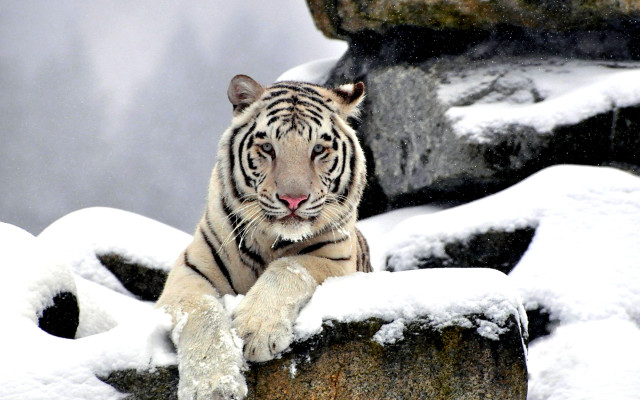 Tiger sitting rock snow on free wallpaper for desktop - medium preview image
