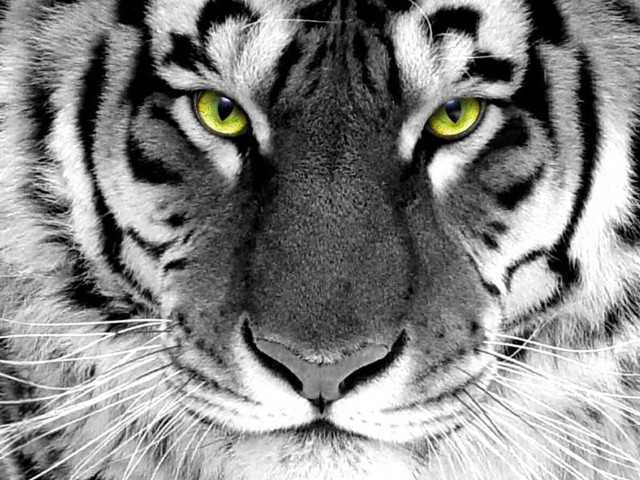 Tiger yellow eyes black background free wallpaper for desktop - medium preview image