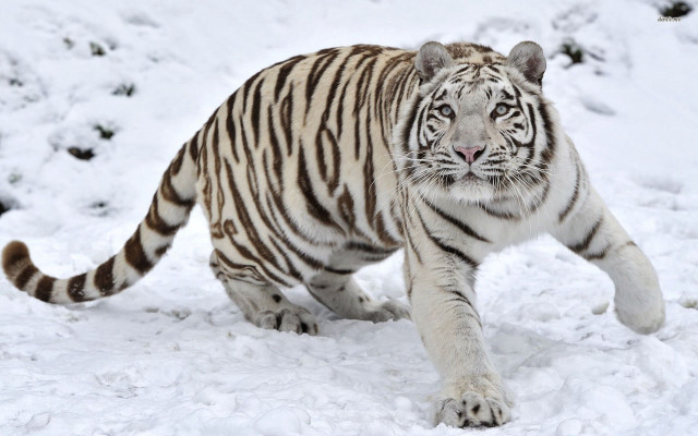 White tiger walking snow zoo free wallpaper for desktop - medium preview image