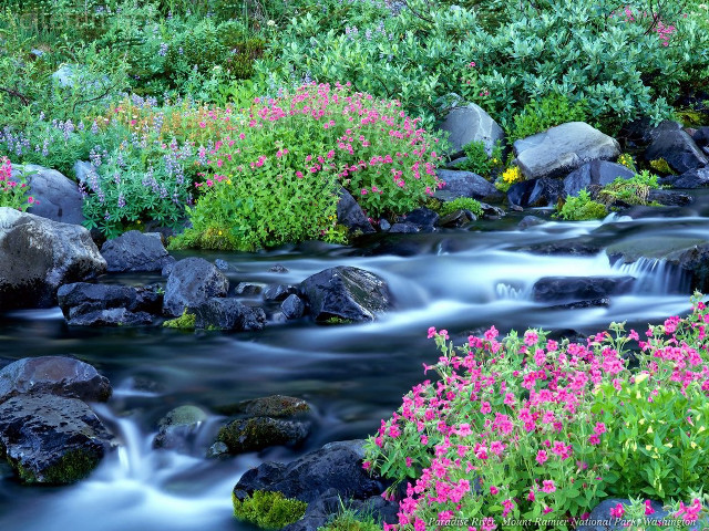 Stream rocks flowers garden pink #2 free wallpaper for desktop - medium preview image
