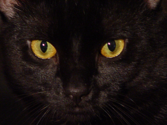 Black cat yellow eyes serious #7 free wallpaper for desktop - medium preview image