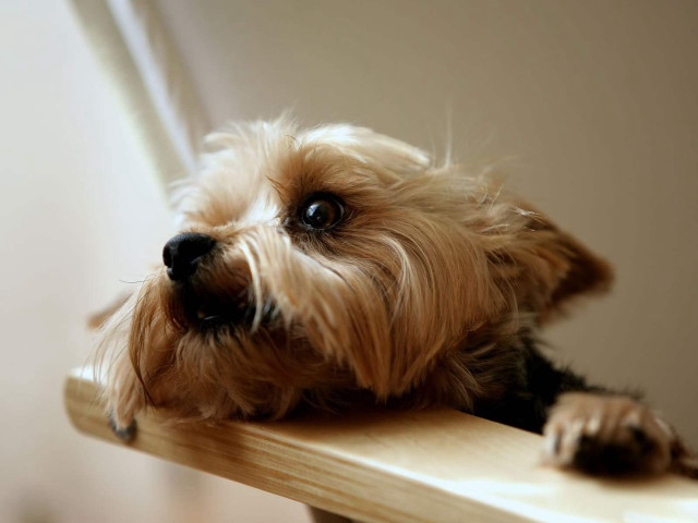 Small dog sitting wooden table free wallpaper for desktop - medium preview image