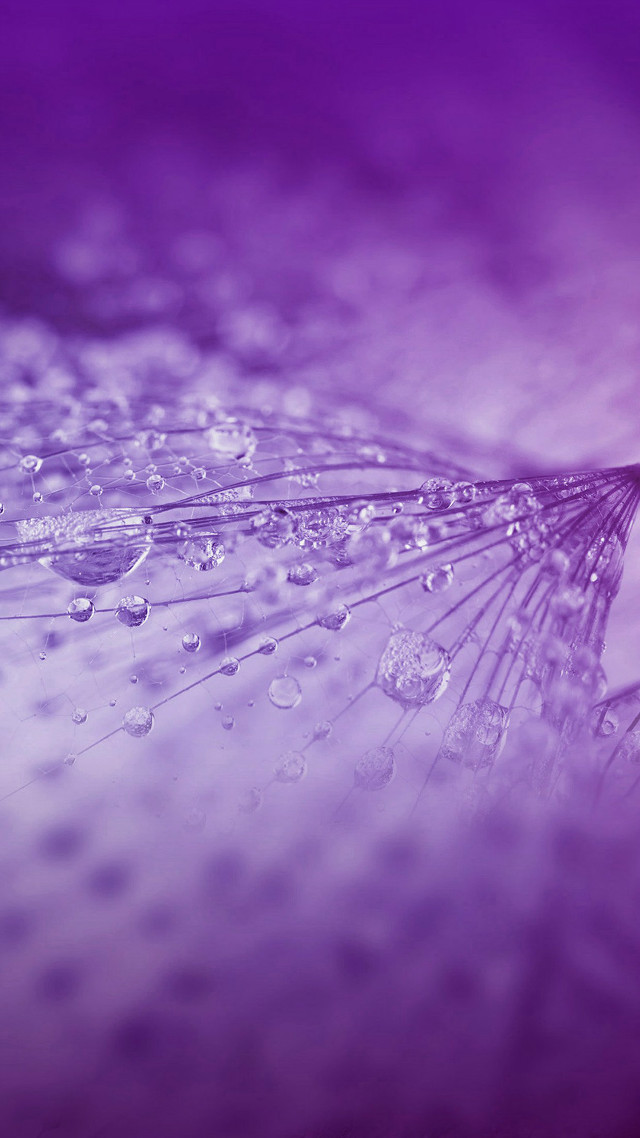 Dandelion water droplets purple background #3 free wallpaper for mobile - medium preview image
