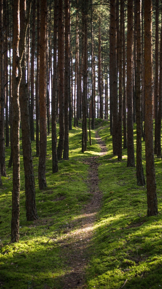 Wooded path grassy trail trees free wallpaper for mobile - medium preview image