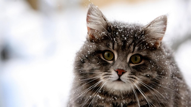 Cat looking camera snowing outside #2 free wallpaper for desktop - medium preview image