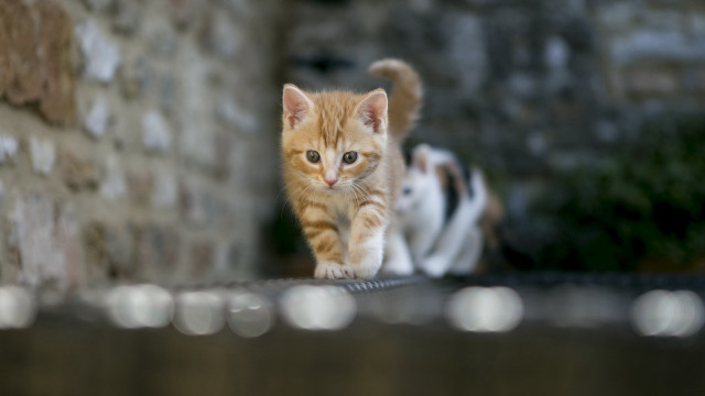 Small kitten ledge brick wall free wallpaper for desktop - medium preview image