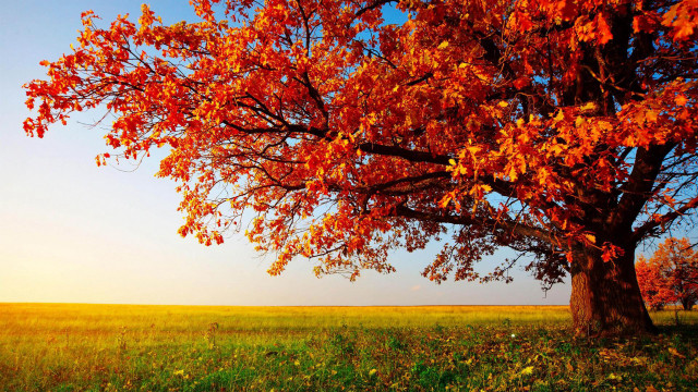 Tree red leaves grassy field free wallpaper for desktop - medium preview image