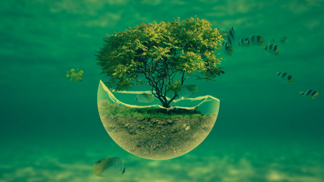 Tree bowl floating water fish #2 free wallpaper for desktop - medium preview image
