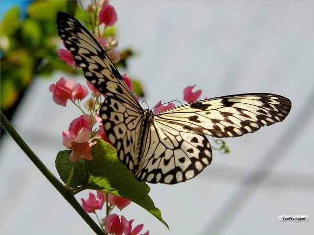 Butterfly flower blue sky macro free wallpaper for desktop - medium preview image