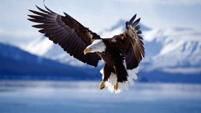 Bald eagle flying water mountains #6 free wallpaper for desktop - medium preview image
