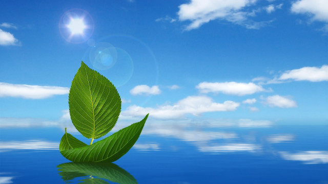 Green leaf water sky sun free wallpaper for desktop - medium preview image