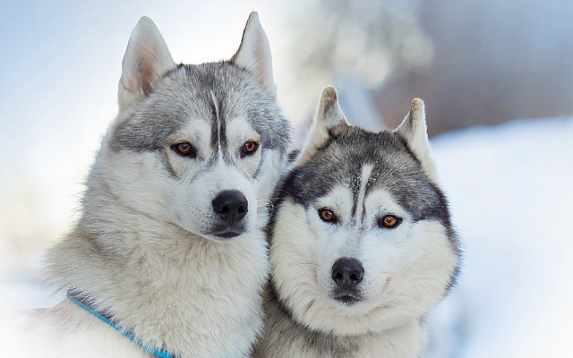 Husky dogs sitting snow together free wallpaper for desktop - medium preview image