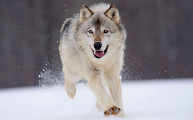 Wolf running through snow wintertime free wallpaper for desktop - medium preview image