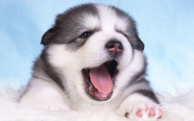 Puppy yawns fluffy blanket mouth free wallpaper for desktop - medium preview image