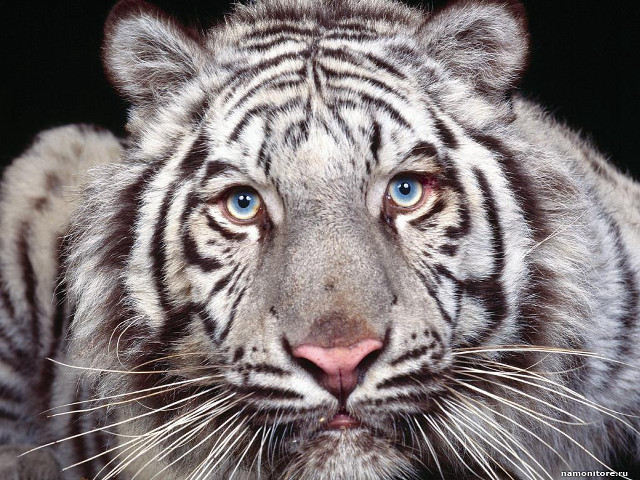 White tiger blue eyes black #3 free wallpaper for desktop - medium preview image
