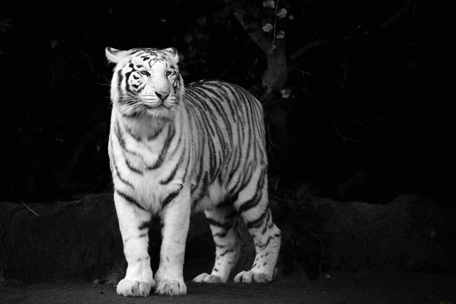 White tiger dark eyes closed free wallpaper for desktop - medium preview image