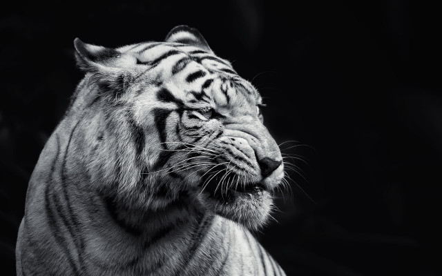 White tiger looking distance black free wallpaper for desktop - medium preview image