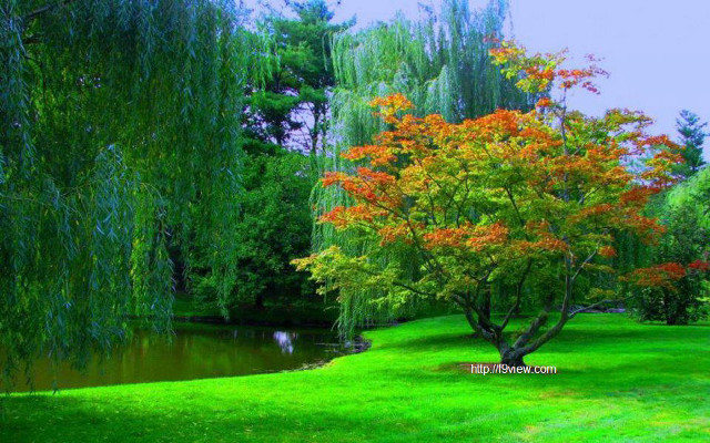 Tree park pond background trees free wallpaper for desktop - medium preview image