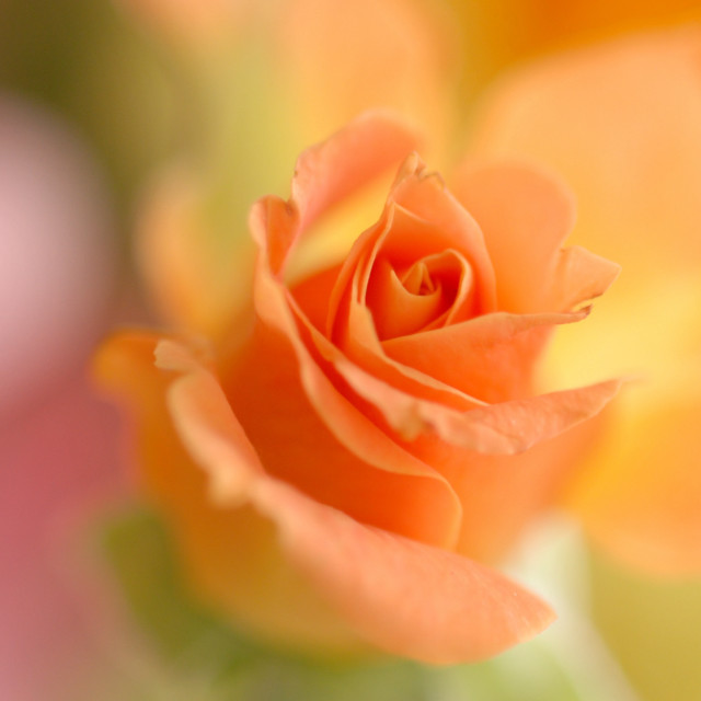 Close up flower blurry background #12 free wallpaper for tablet - medium preview image